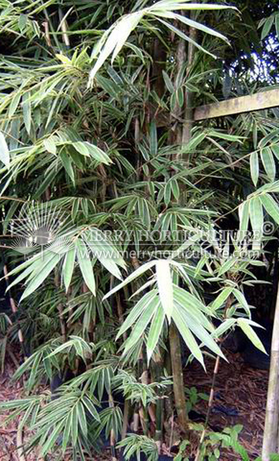 Phyllostachys variegated